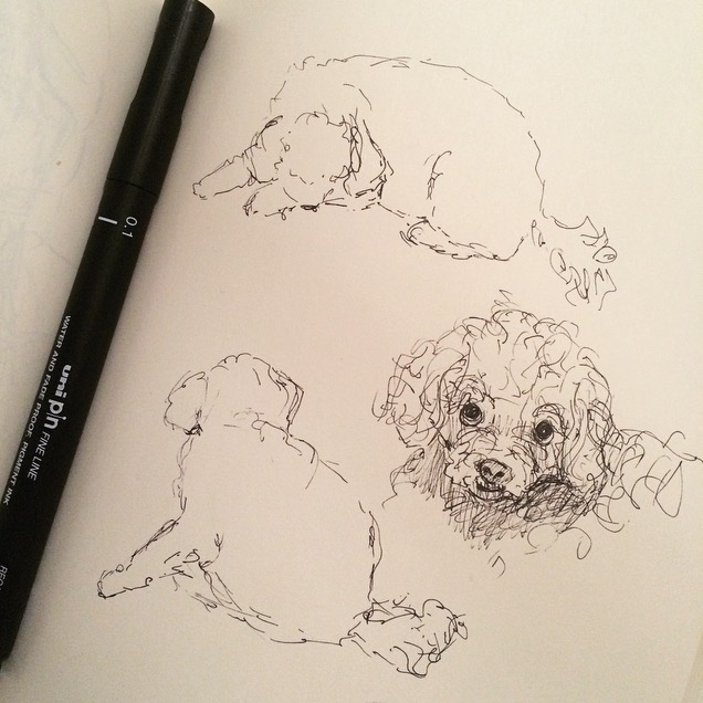 636x636 lilly durrant - Toy Poodle Drawing