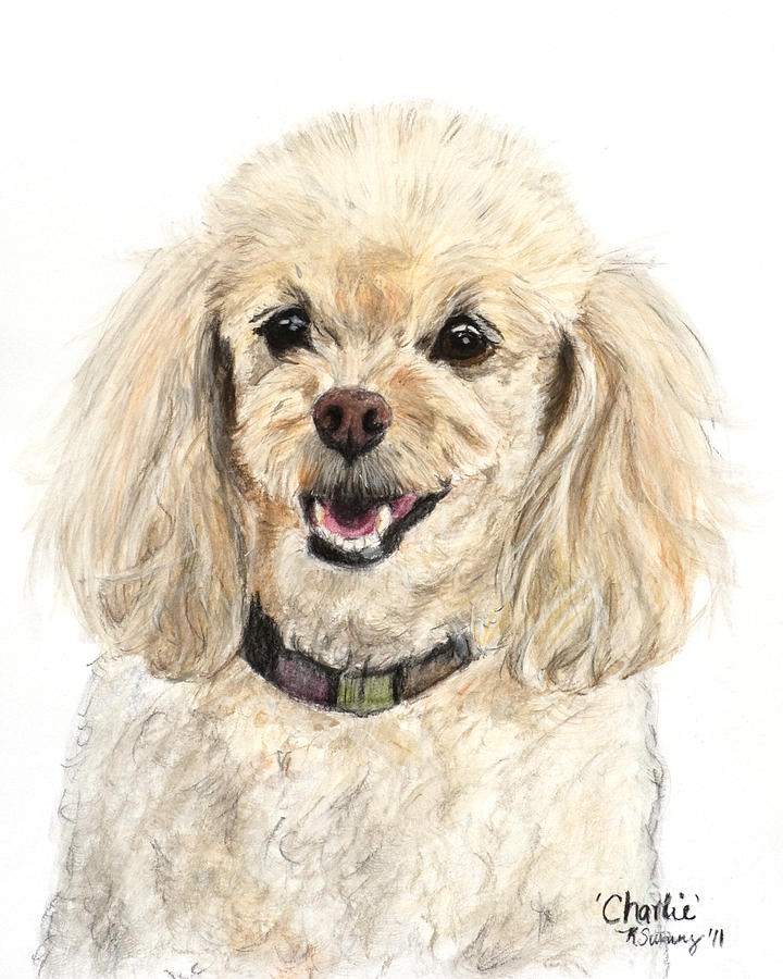 720x900 Miniature Poodle Painting Champagne Pastel - Toy Poodle Drawing