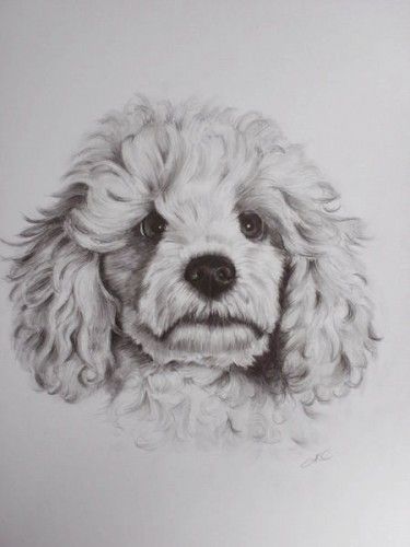 375x500 Poodle' - Toy Poodle Drawing
