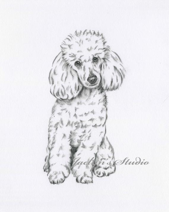 Toy Poodle Drawing at Explore collection of Toy