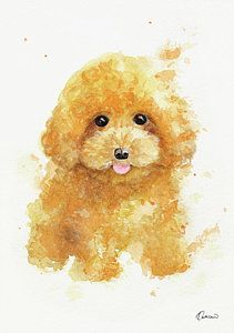 211x300 Poodle Painting - Toy Poodle Drawing