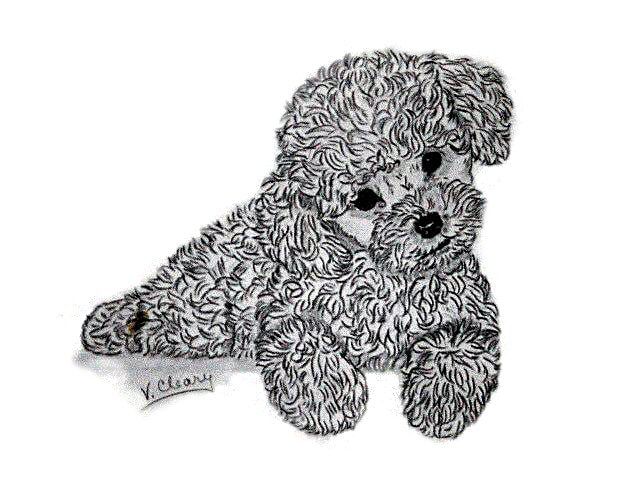 640x480 Poodle Puppies - Toy Poodle Drawing