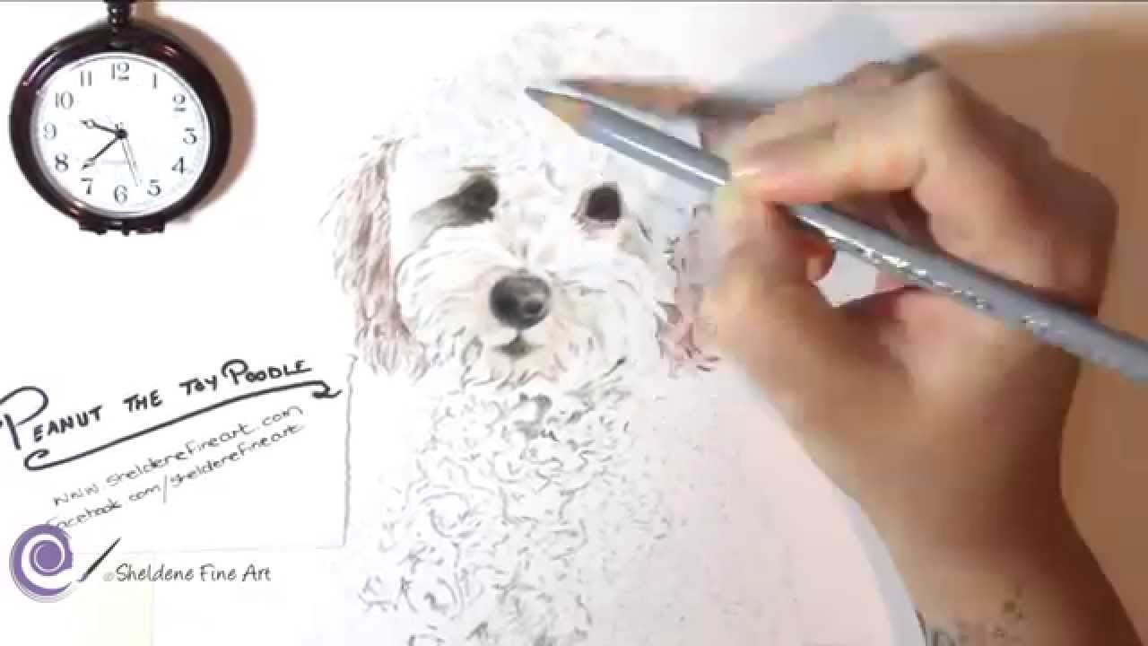 1280x720 Realistic Drawing Of Toy Poodle - Toy Poodle Drawing