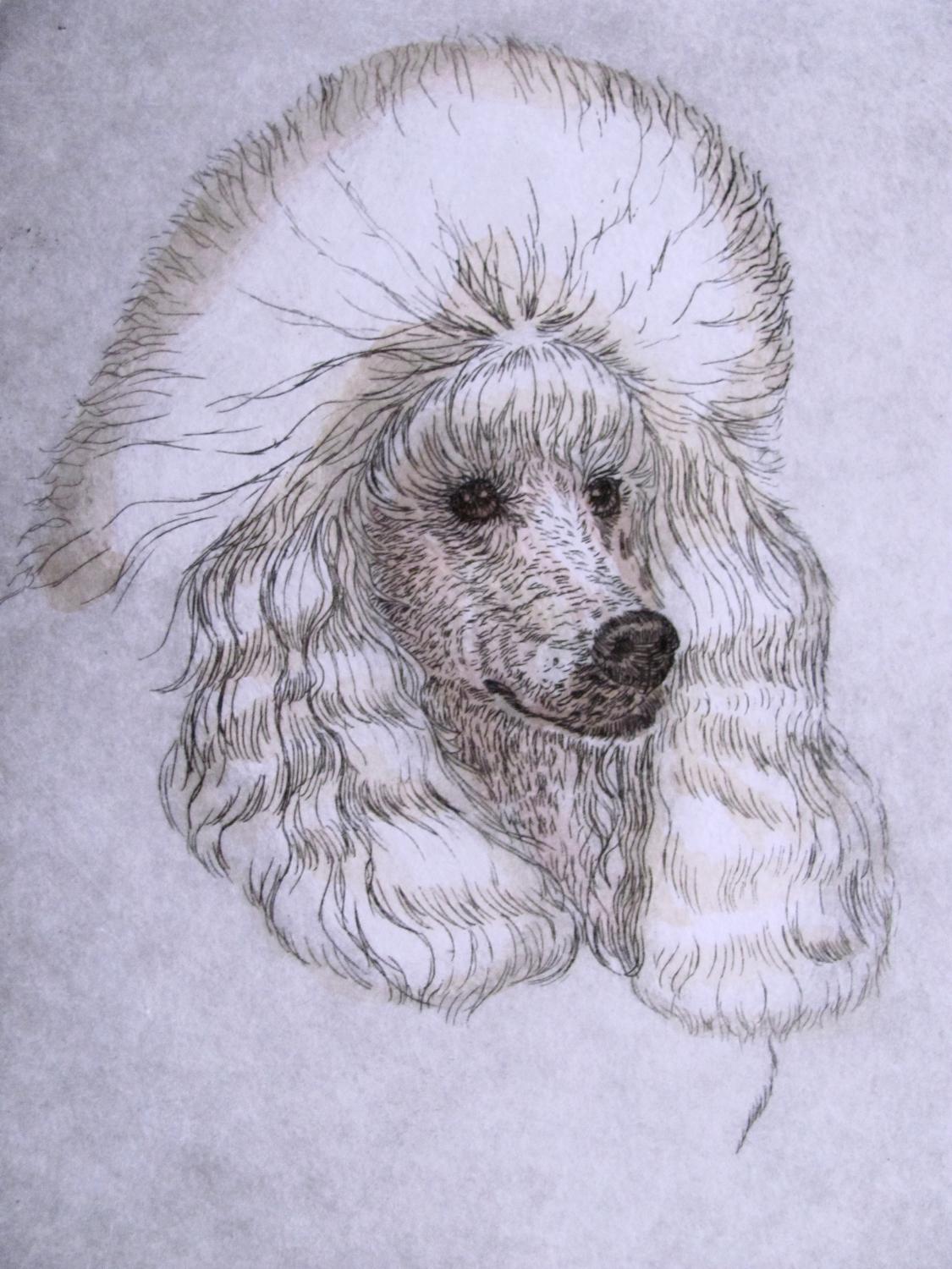 1125x1500 Toy Poodle Dog - Toy Poodle Drawing