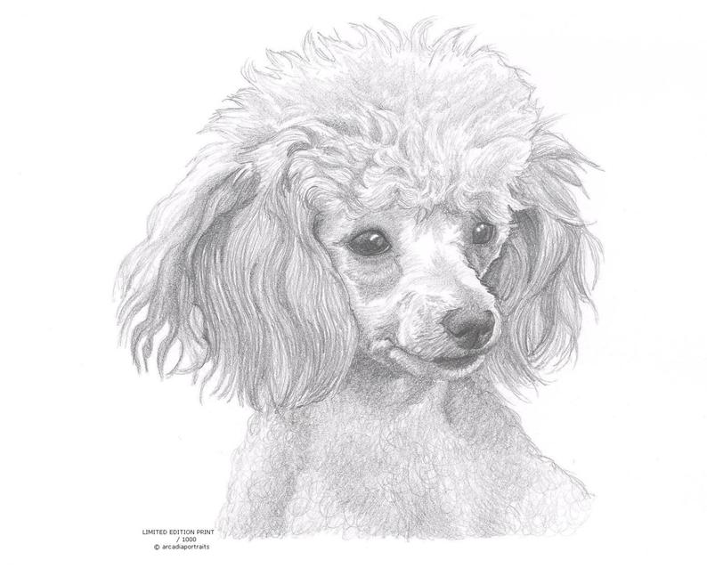 794x638 toy poodle dog limited edition art drawing print signed - Toy Poodle Drawing