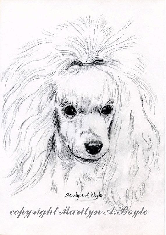 570x806 Maltese Drawing Toy Poodle For Free Download - Toy Poodle Drawing