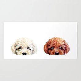 264x264 Toy Poodle Art Prints - Toy Poodle Drawing