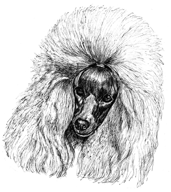 340x380 Toy Poodle Business Cards - Toy Poodle Drawing