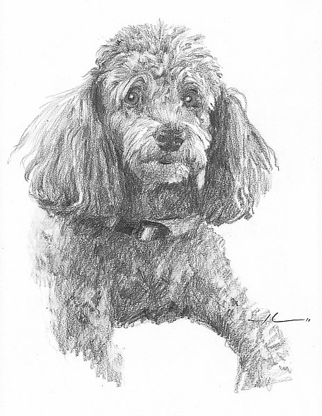 464x600 Toy Poodle Drawing - Toy Poodle Drawing