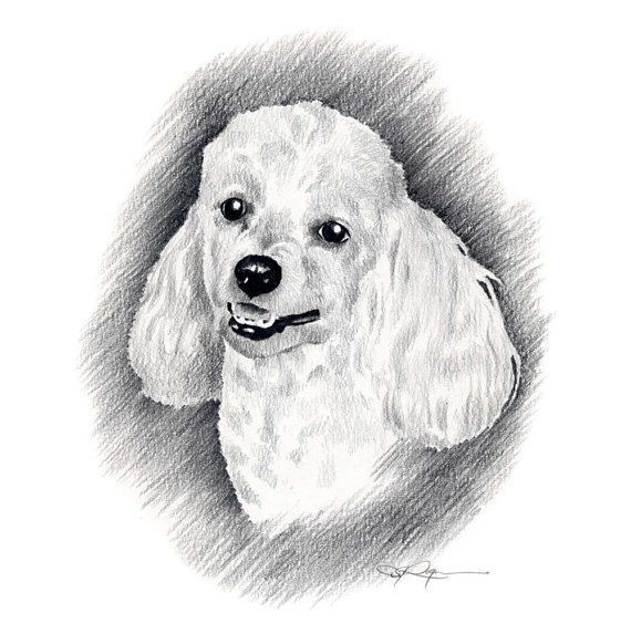 570x573 Drawing Poodles Miniature Poodle For Free Download - Toy Poodle Drawing