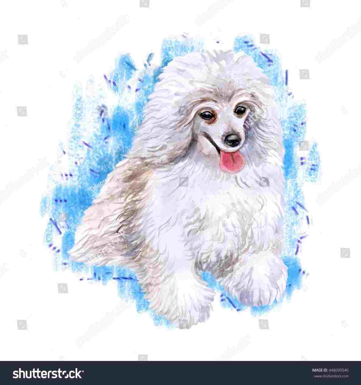 1185x1264 realistic cute toy poodle drawing portrait yorkshire terrier - Toy Poodle Drawing