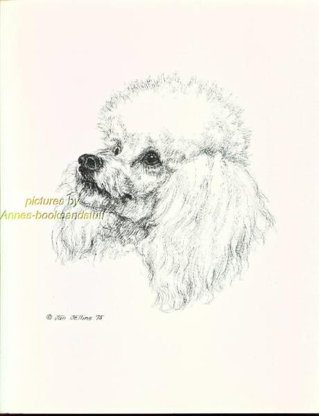 460x600 White Poodle Portrait Dog Art Print Pen And Ink Drawing - Toy Poodle Drawing