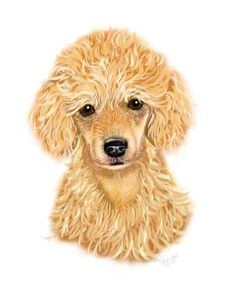 236x295 Best Tesha Toy Poodle Images In Dogs, Poodles, French - Toy Poodle Drawing