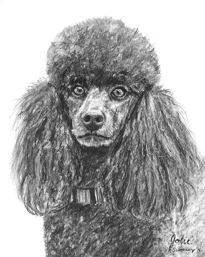 720x900 Black Standard Poodle Sketched In Charcoal Drawing - Toy Poodle Drawing