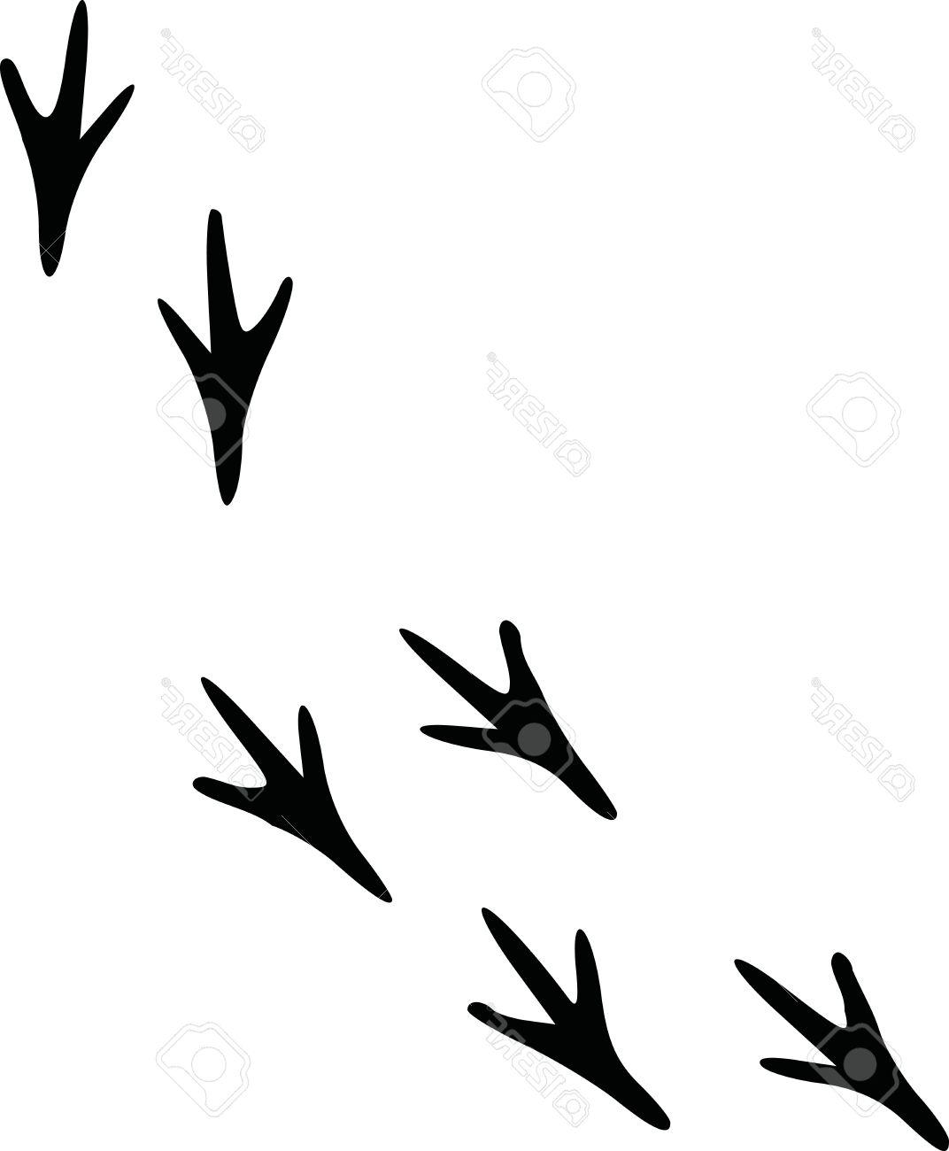 1072x1300 Top Bird Footprints Track Drawing - Track Drawing