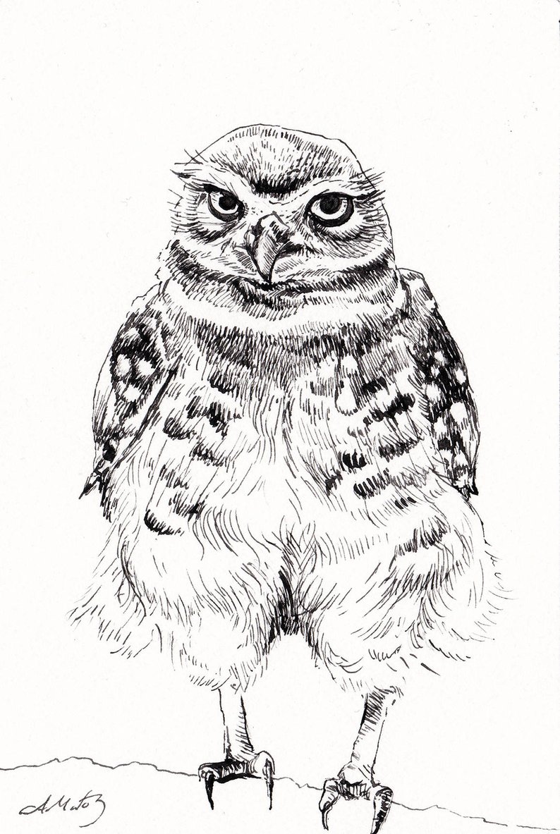794x1183 little owl drawing original pen artwork woodland etsy - Traditional Owl Drawing