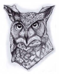 200x250 traditional owl drawing draw back! - Traditional Owl Drawing