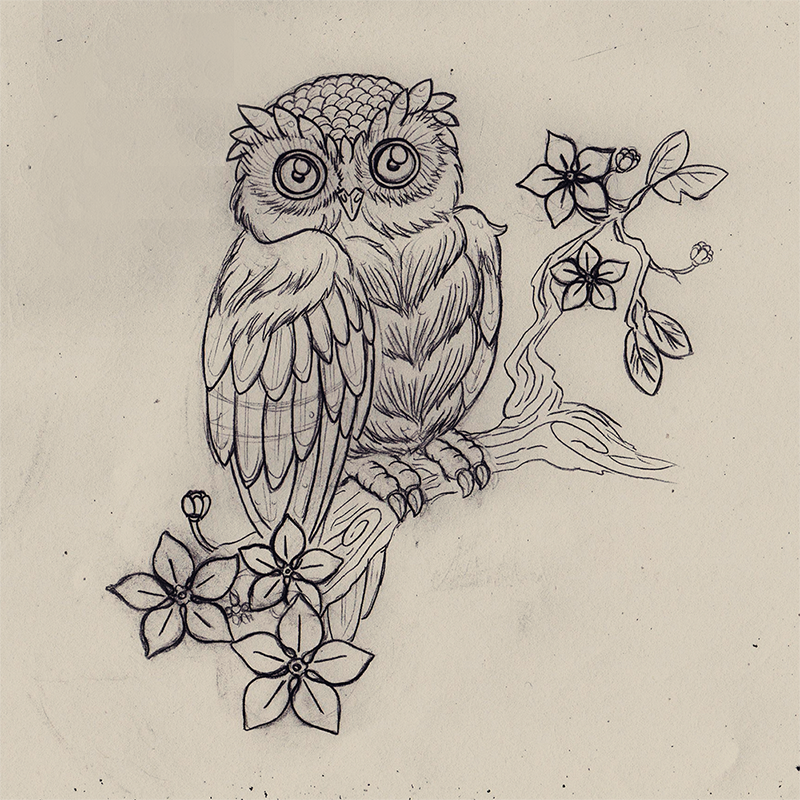 800x800 Sketch Of An Owl - Traditional Owl Drawing