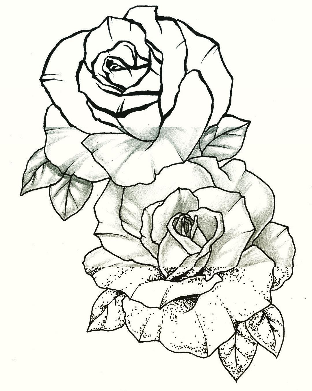Traditional Rose Drawing at Explore