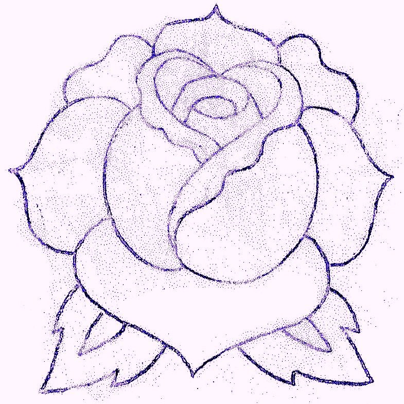785x785 Traditional Rose - Traditional Rose Drawing