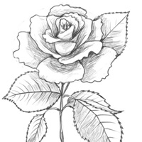 200x200 How To Draw A Rose - Traditional Rose Drawing