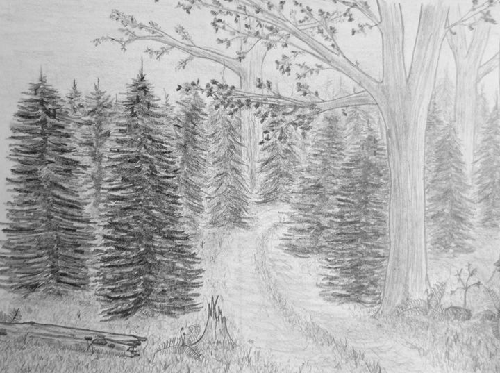 720x537 Forest Trail - Trail Drawing