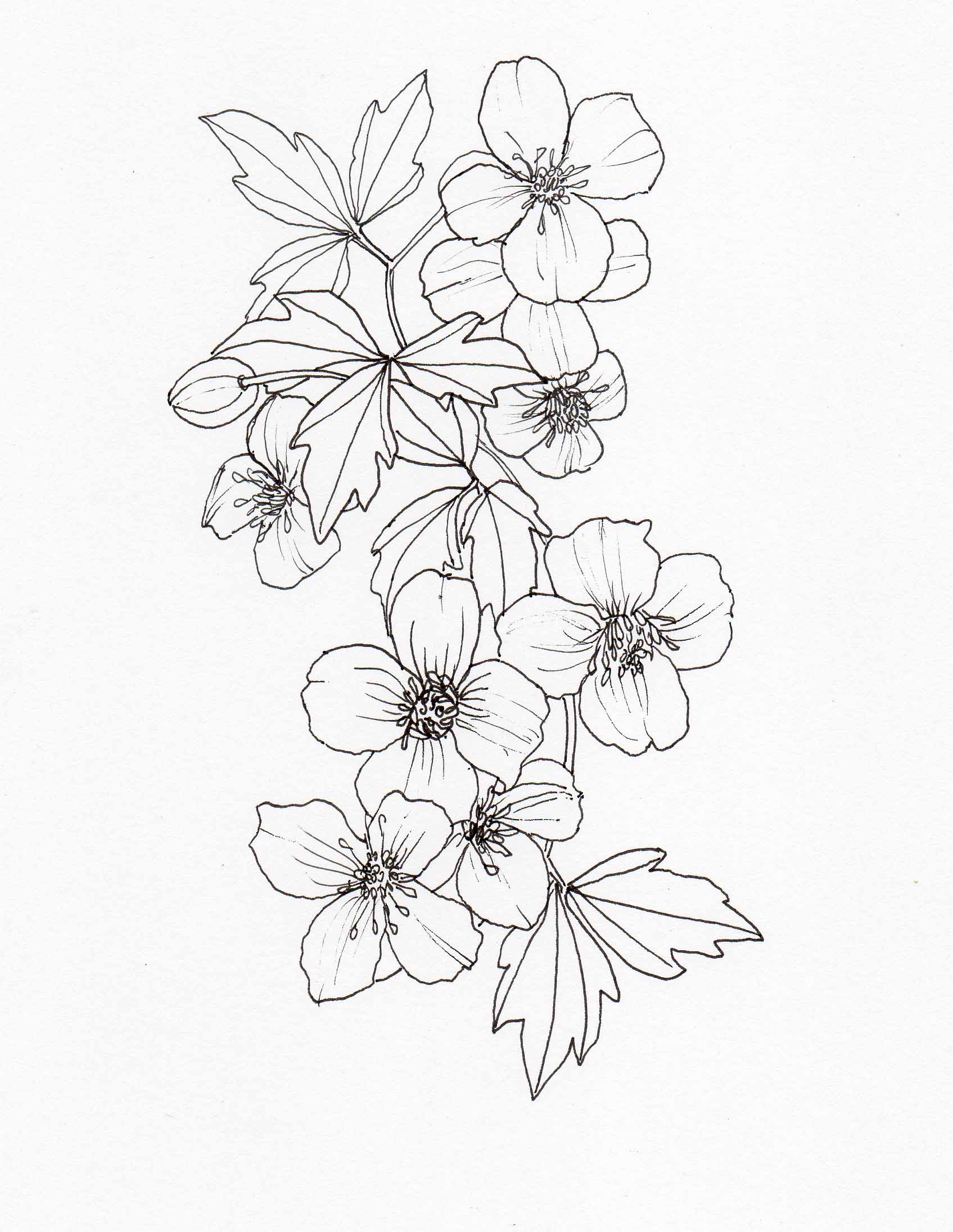 1695x2190 Drawing Clematis Montana Veitch Lamp Post Trail - Trail Drawing