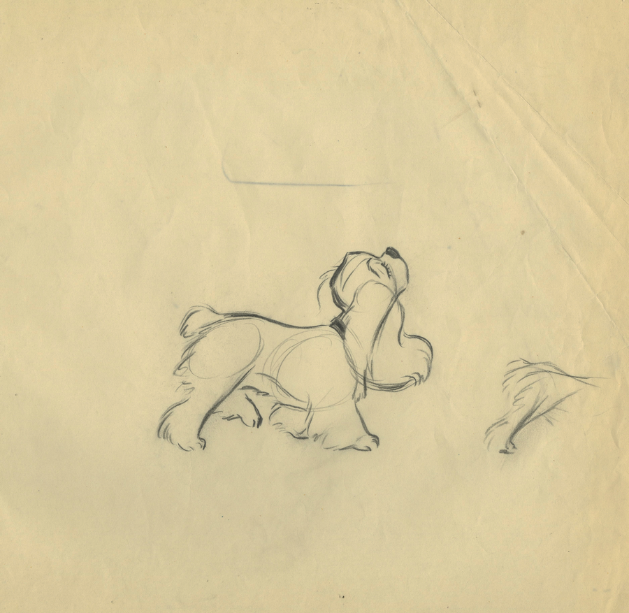 900x877 lady and the tramp production drawing - Tramp Drawing