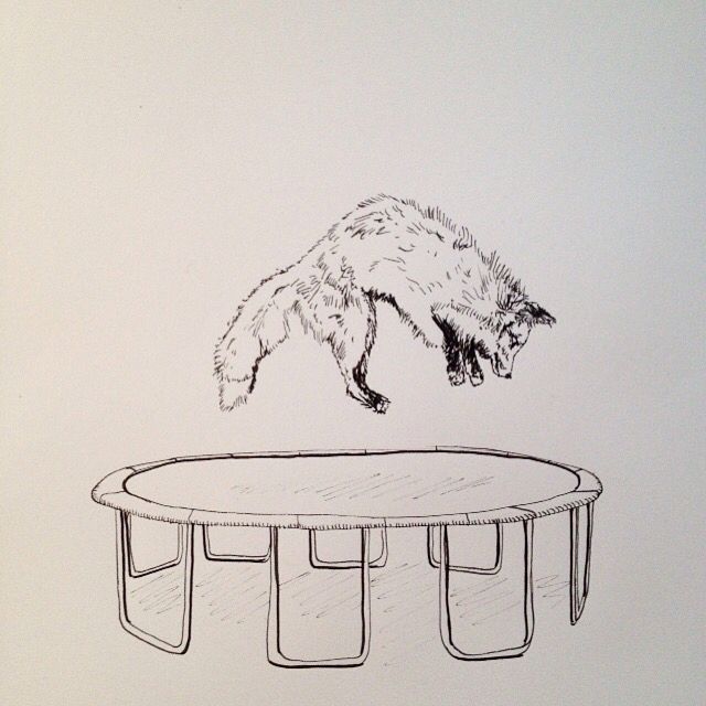 640x640 drawing of fox jumping on a trampoline ink on paper tommy - Trampoline Drawing