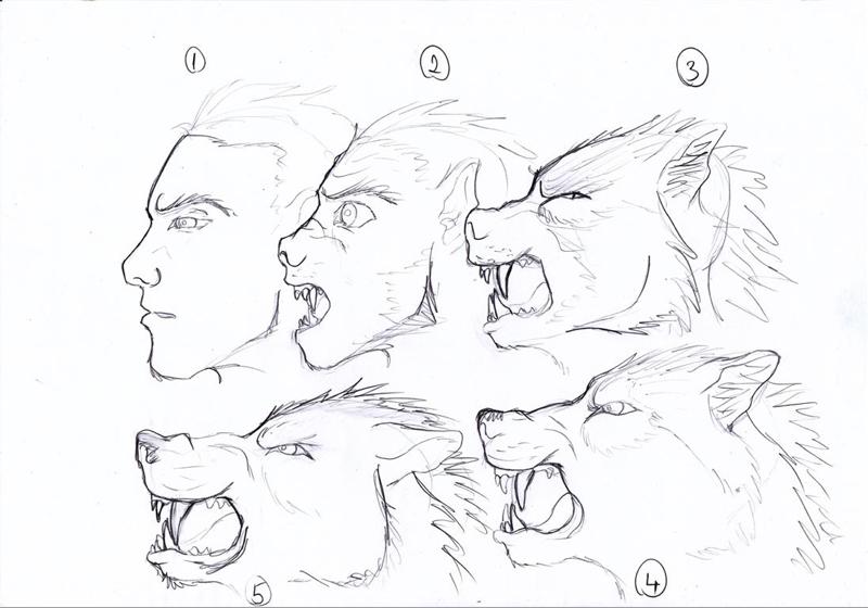 800x560 Werewolf Transformation Drawings - Transformation Drawings