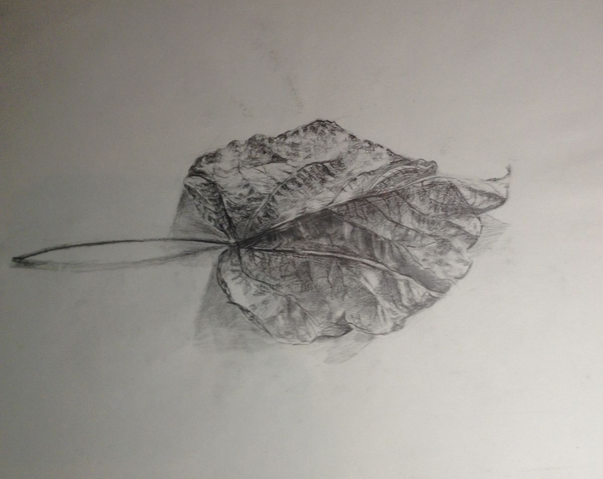 1200x953 Transformation D'une Feuille En Image Virtuelle Drawing - Transformation Drawings