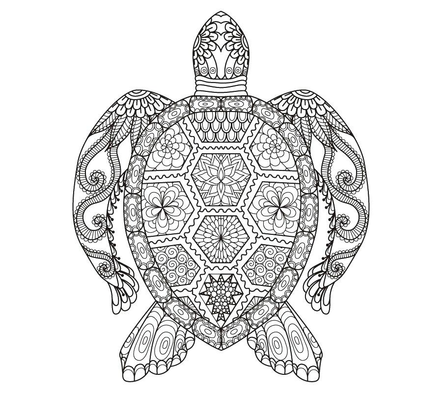 900x800 Sea Turtle Coloring Book Adult Drawing Linear Painting Download - Transparent Drawing