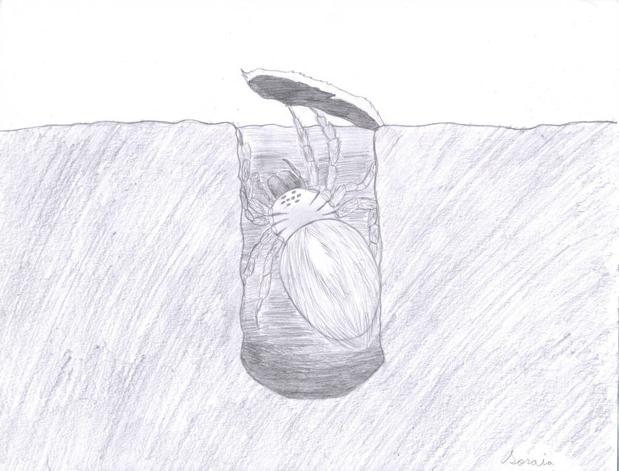 900x685 trapdoor spider - Trapdoor Drawing