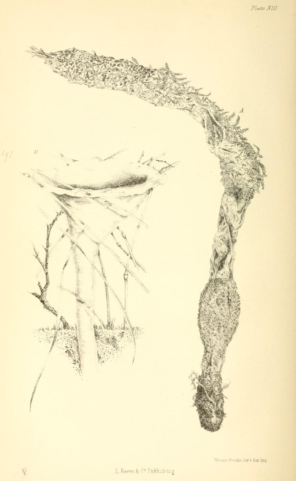 954x1550 fileharvesting ants and trap door spiders supp plate - Trapdoor Drawing