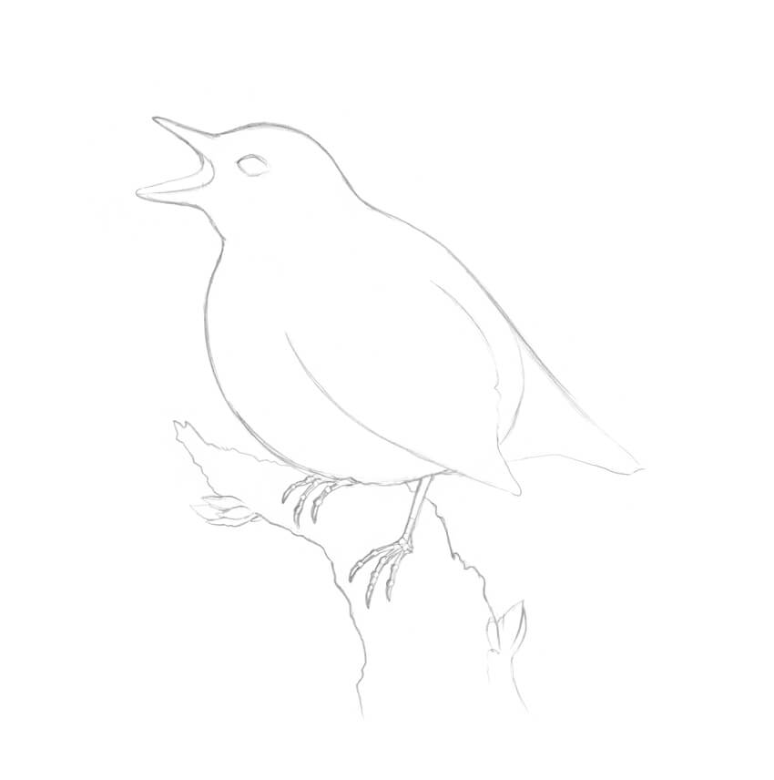 850x856 How To Draw A Bird Step - Tree And Bird Drawing