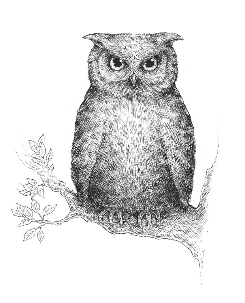 850x1049 How To Draw An Owl - Tree And Bird Drawing