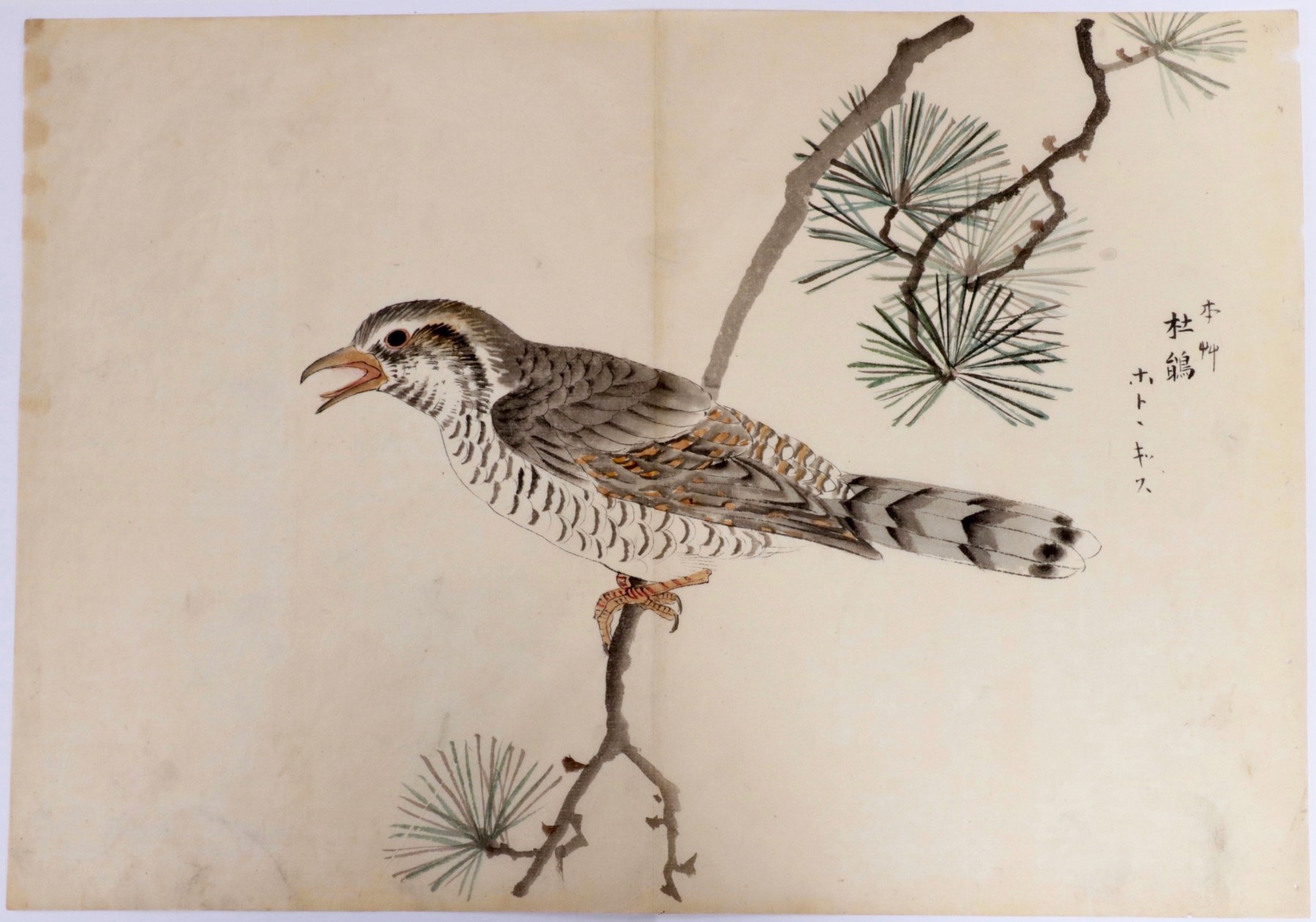 1799x1261 Japanese Hand Painted Drawing Of A Bird On A Pine Tree Branch - Tree And Bird Drawing