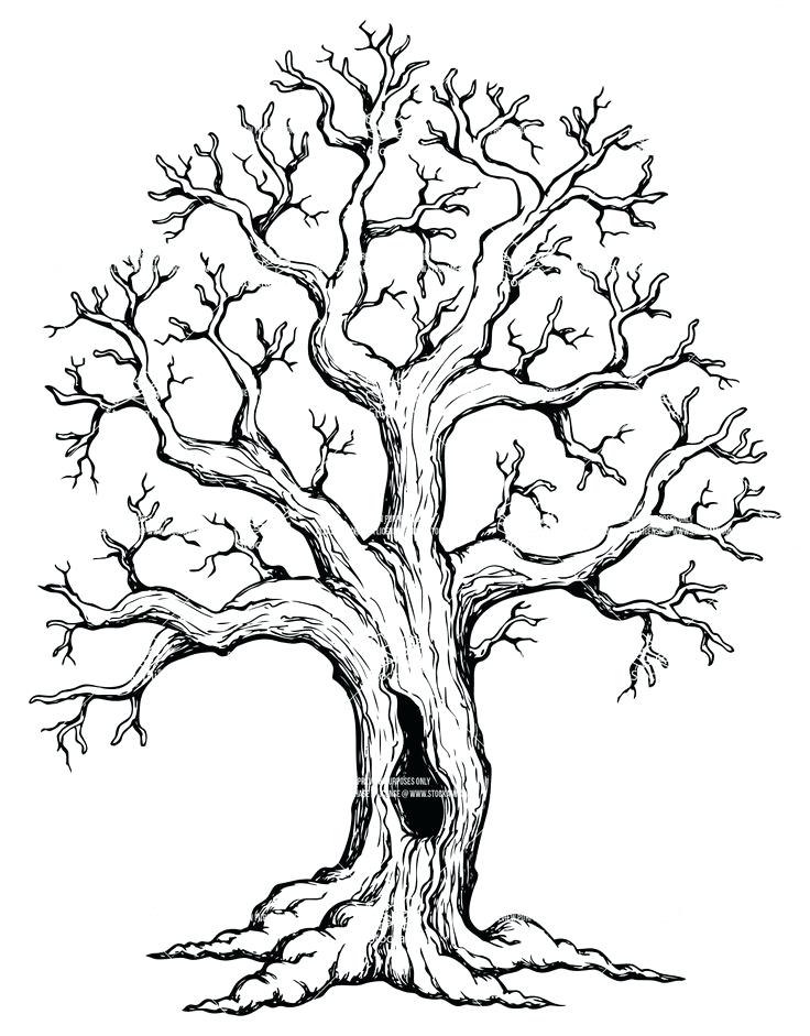 736x941 how to draw tree roots oak tree drawings with roots illustrators - Tree And Roots Drawing