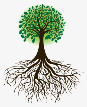 300x371 tree roots png download transparent tree roots png images - Tree And Roots Drawing