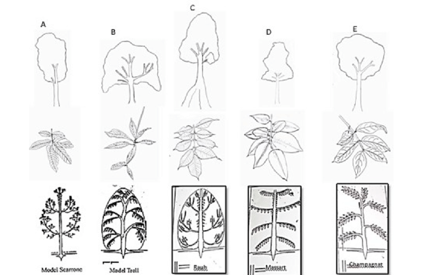 850x552 basic tree architecture, morphology and leaf characteristics - Tree Architecture Drawing