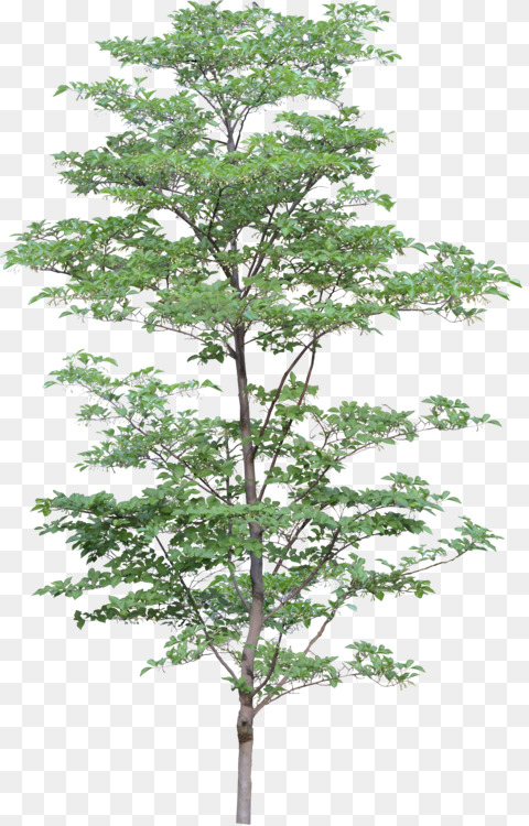 480x750 drawing architecture tree cc0 - Tree Architecture Drawing