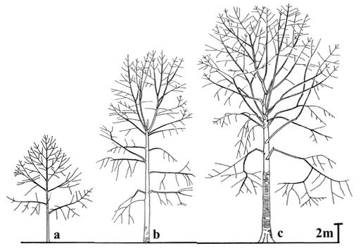 513x352 Uved - Tree Architecture Drawing
