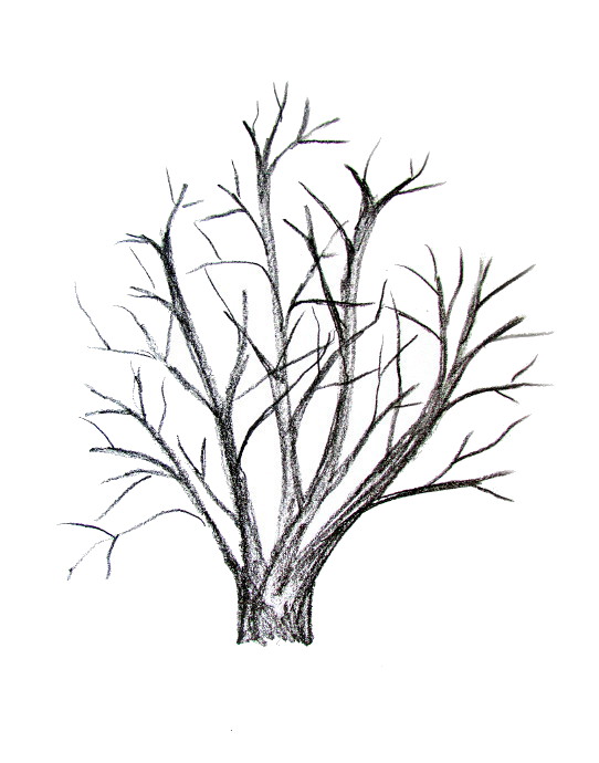542x690 How To Draw A Tree - Tree Art Drawing