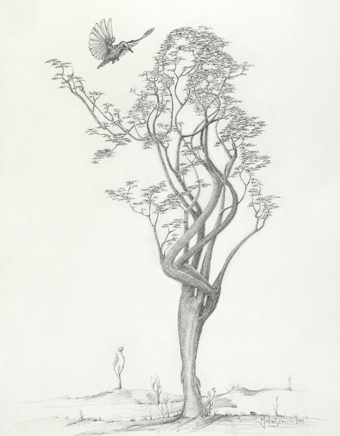 701x900 Tree Dancer In Flight Drawing - Tree Art Drawing