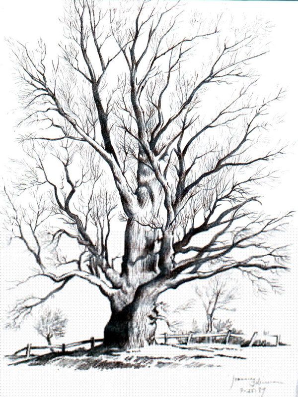 600x801 Tree Drawings In Pencil - Tree Art Drawing