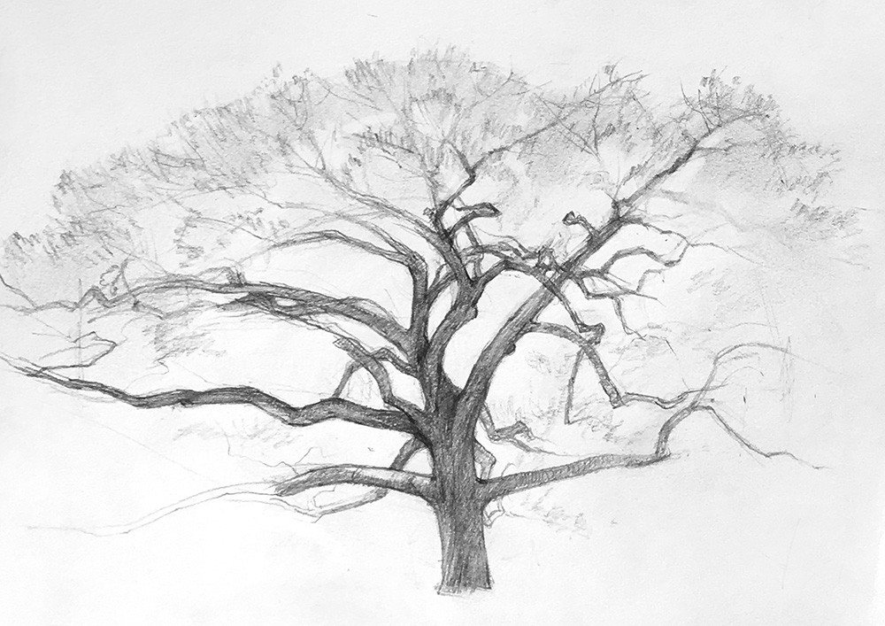 1000x707 Drawing - Tree Art Drawing