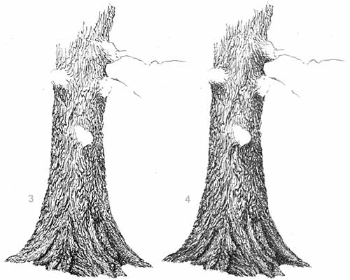 500x401 Learn How To Draw A Deciduous Oak Tree, Free Landscape Art Lesson - Tree Bark Drawing