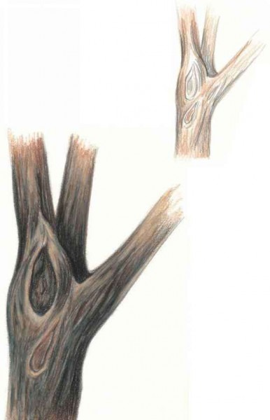 386x600 Tree Bark Drawing - Tree Bark Drawing