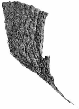 300x413 Pen And Ink Drawing Tutorial - Tree Bark Texture Drawing