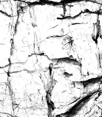 350x400 Photoshop Brushes - Tree Bark Texture Drawing